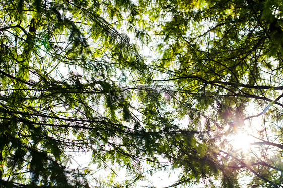 树木阳光自然风景图片