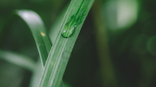 水滴绿叶绿色环境背景清新图片