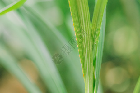 虚化绿意图案纹理环境背景图片