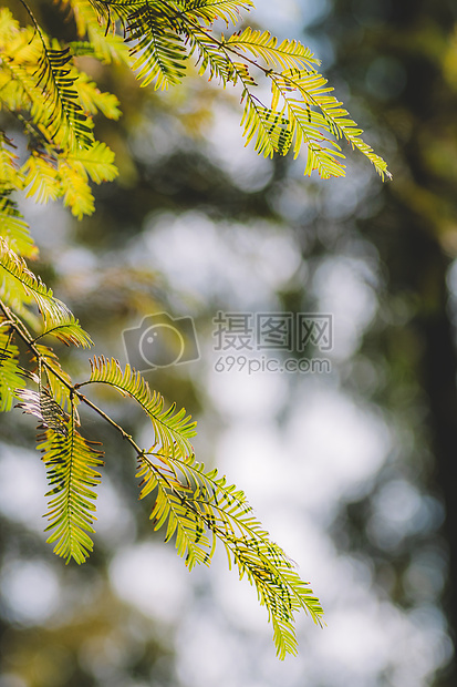 光斑绿色植物背景绿意盎然图片