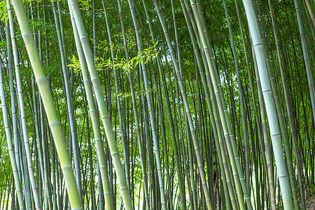 竹子绿色植物背景图片