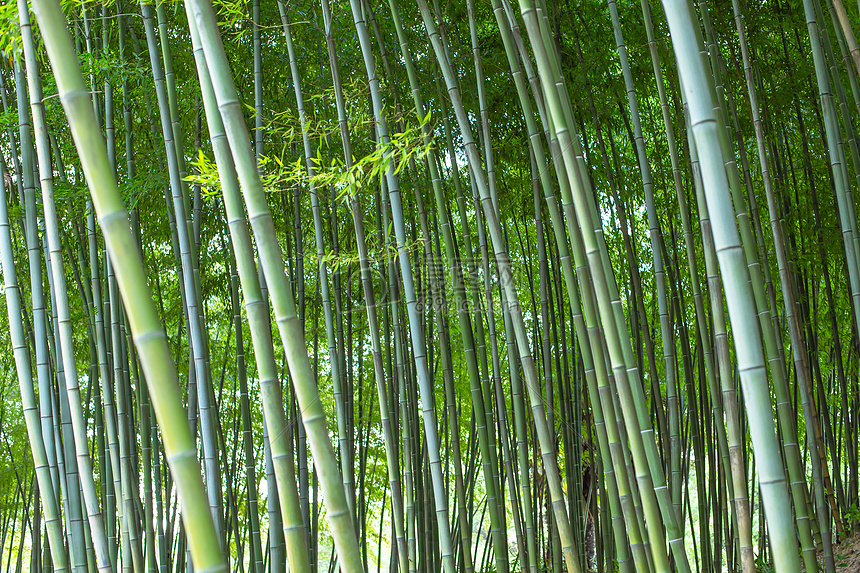 竹子绿色植物背景图片