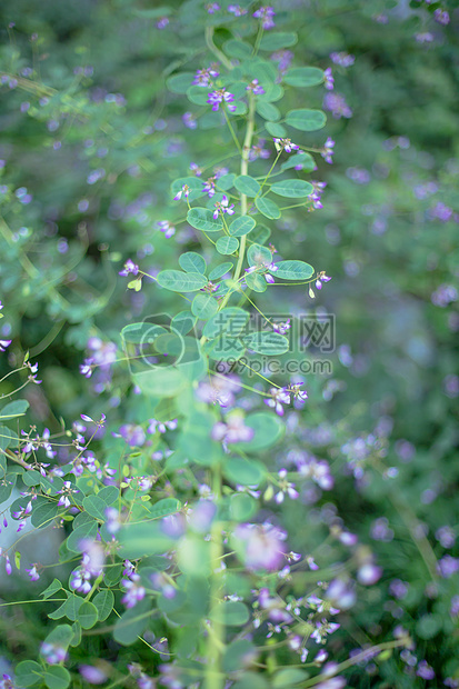 绿叶紫花清新背景图片