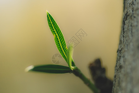 树木生长植物树叶绿色微距纯色背景背景