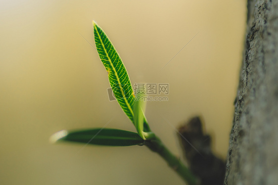 植物树叶绿色微距纯色背景图片