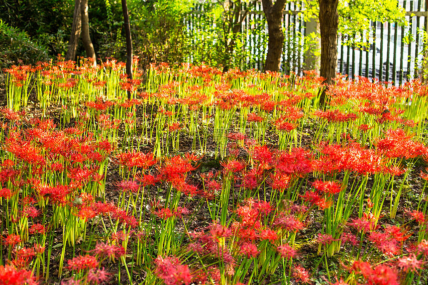 红花阳光树林花园图片