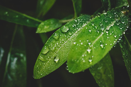 大暑之清新绿植水滴绿叶微距清新环境背景