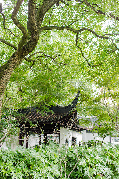 大树凉亭园林环境风景图片