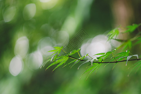 森林雨光斑背景绿色植物环境背景