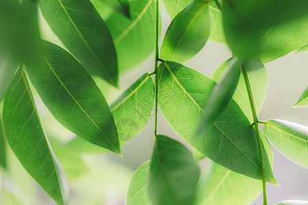 绿意植物清新背景微距纹理图片