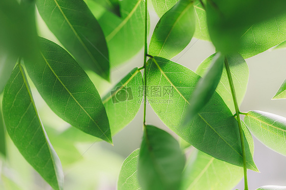 绿意植物清新背景微距纹理图片