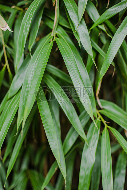 绿植竹叶特写纹理图案图片