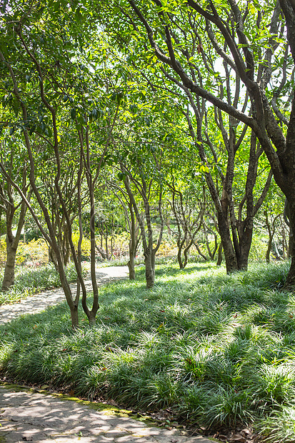 树林石路绿意园林环境图片