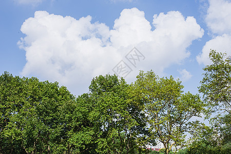 蓝天白云树林绿意风景背景图片