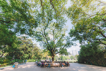 蓝天白云草地背景绿色草地树木叶子枝干背景