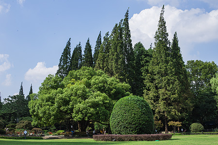 蓝天白云树林草地景观风景图片