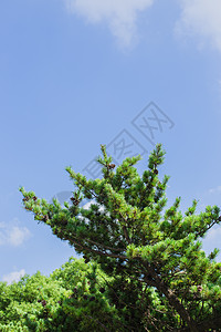松树松叶蓝天白云自然风景图片
