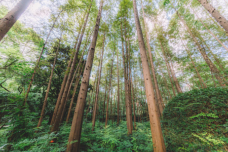 绿色植物树干森林结构自然图片