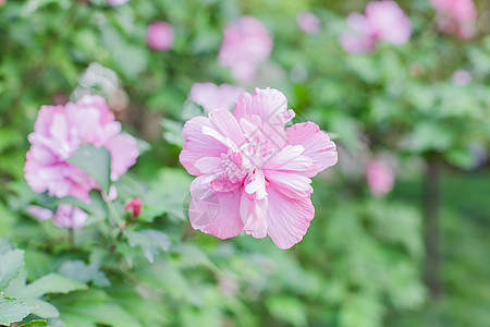 红花开放绿叶绿植清新背景图片