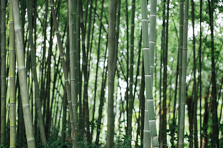 竹子风景绿色植物竹林背景