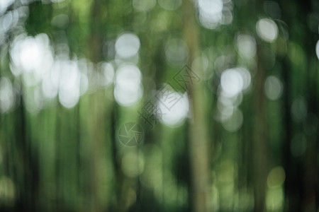 竹子水墨风景绿色植物竹林虚化背景背景