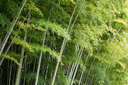 风景绿色植物竹林背景图片