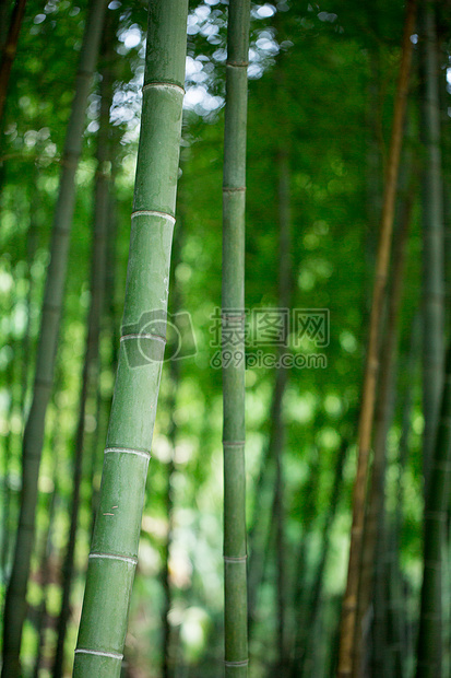 风景绿色植物竹林背景图片