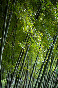 园林竹子风景绿色植物竹林背景