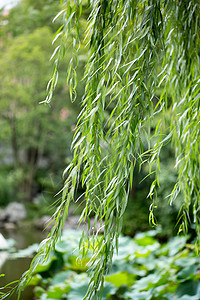 春天绿色植物柳树背景图片