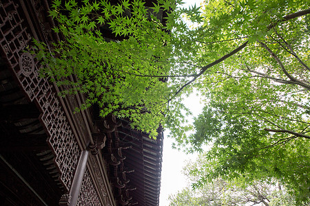 古典传统建筑和绿色树枝图片