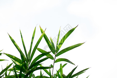 自然风景绿色植物竹叶背景