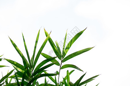 自然风景绿色植物竹叶背景图片