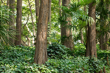 自然风景绿色植物树叶背景图片