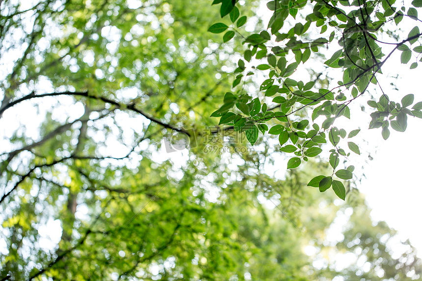 ‘~公园绿色植物树叶背景  ~’ 的图片