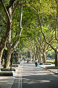 公园里绿树成荫的道路图片