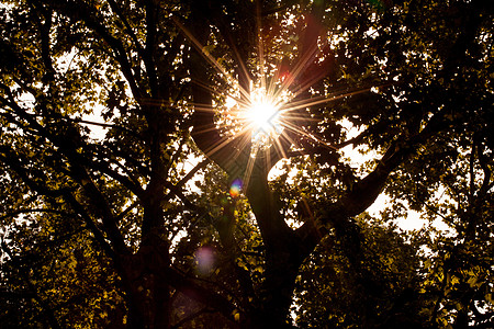 夕阳透出树枝温暖的光芒图片