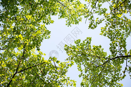 绿色植物树枝中间的天空背景图片