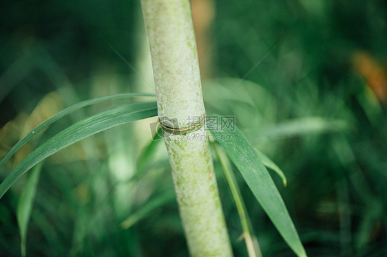 自然植物绿色竹叶图片