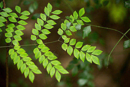 自然植物绿色树叶图片