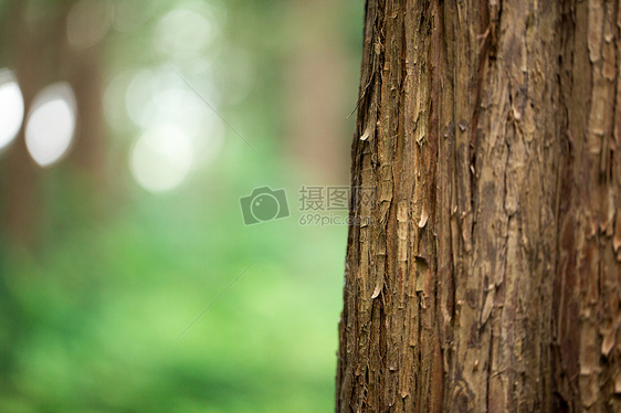 自然植物绿色树干图片