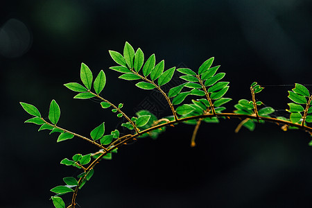 自然植物绿色树叶素材背景背景图片