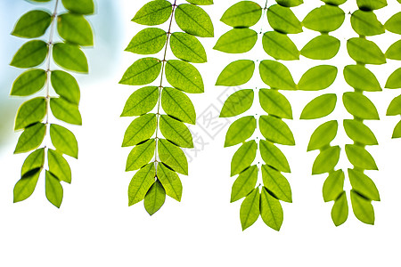 自然植物绿色树叶素材背景背景图片