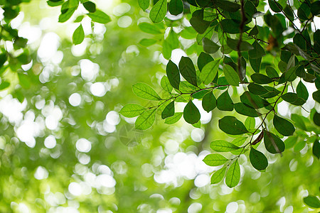 自然绿色树叶素材虚化高清图片素材