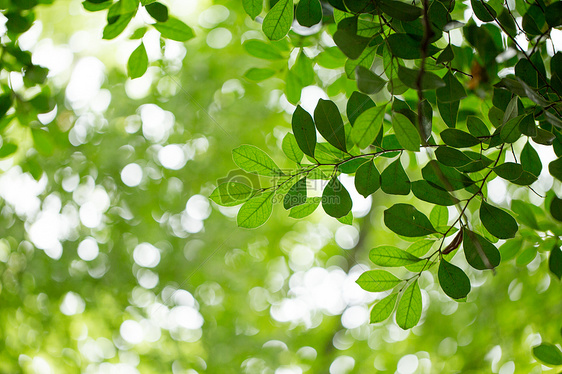 自然绿色树叶素材图片