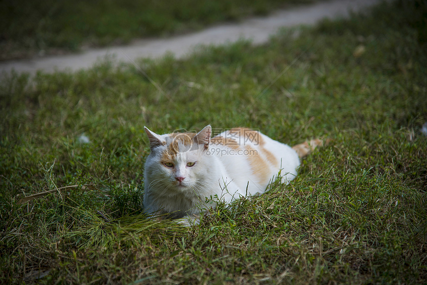 喜欢晒太阳的猫图片