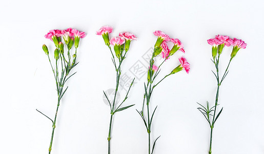 白底上的花照片 白底上的花背景 白底上的花摄影图片下载 摄图网