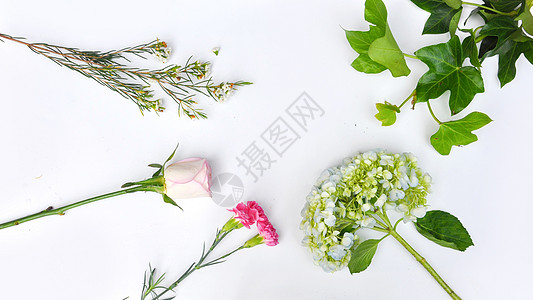 白底上的花图片 白底上的花素材 白底上的花高清图片 摄图网图片下载