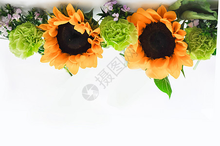 白底上的花照片 白底上的花背景 白底上的花摄影图片下载 摄图网 白底上的花照片 白底上的花背景 白底上的花摄影图片下载 摄图网