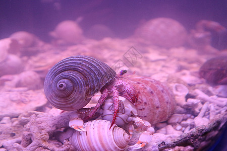 彩色动物寄居蟹背景