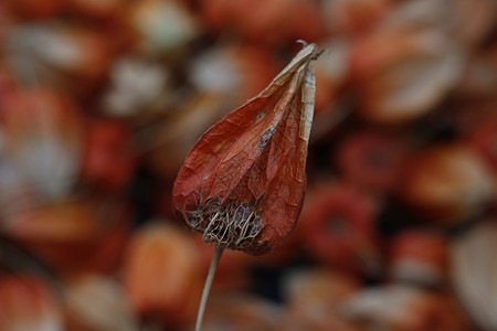 红菇茑图片 红菇茑素材 红菇茑高清图片 摄图网图片下载